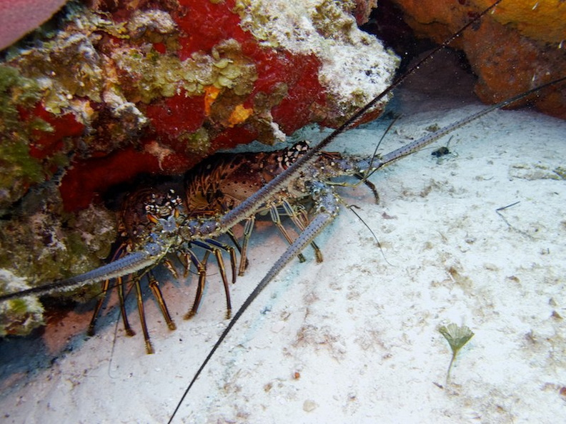 IMG_3182 Spiny Lobsters.jpg